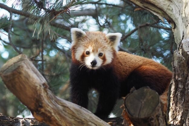 Gesellschaft für Rotes Pandaweibchen Kamala
